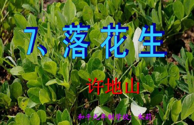 落花生仿写竹子作文400字2篇