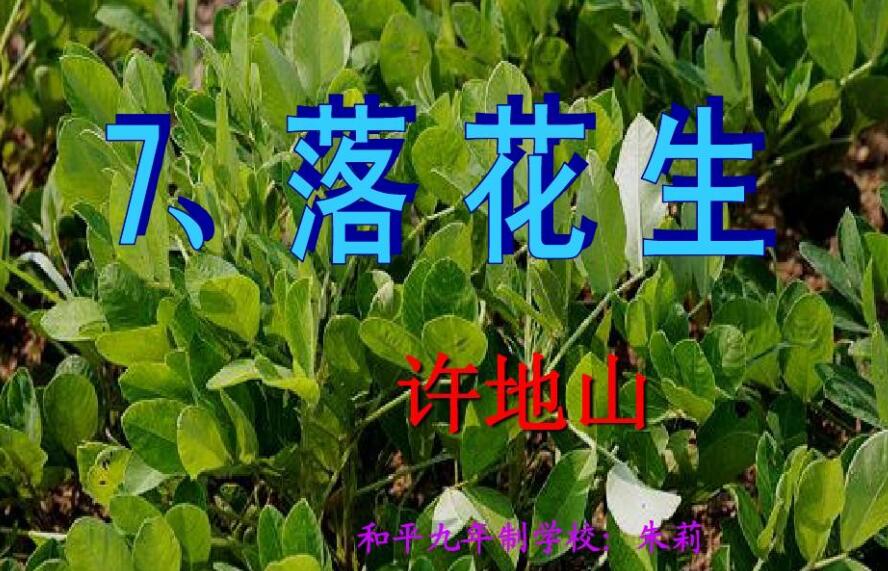 落花生仿写竹子500字550字2篇