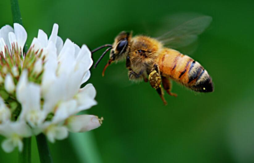 蜜蜂的启示.jpg