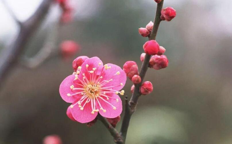 落花生仿写梅花300字2篇