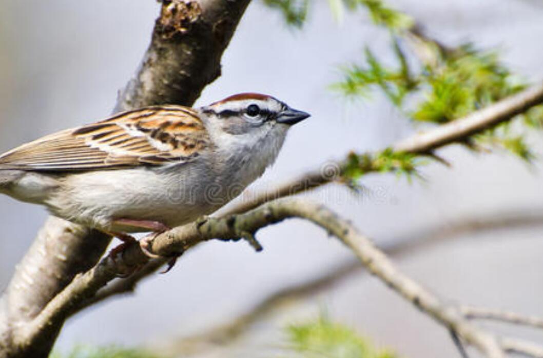 狡猾的麻雀.jpg 狡猾的麻雀.jpg