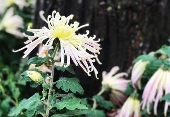 永不凋败的花-责任.jpg 永不凋败的花-责任.jpg