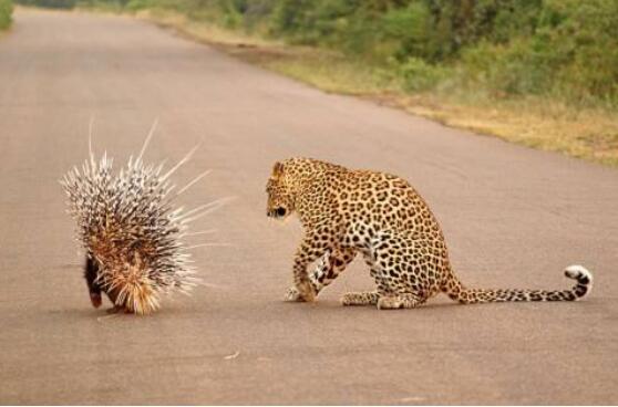 不可知难而退.jpg 不可知难而退.jpg