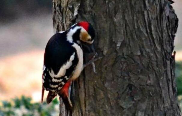 啄木鸟的梦想.jpg 啄木鸟的梦想.jpg