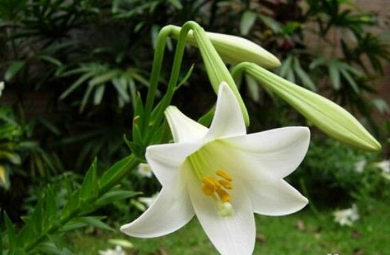 百合花之友谊.jpg 百合花之友谊.jpg