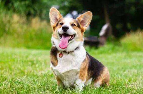 《小狗学叫》.jpg 《小狗学叫》.jpg