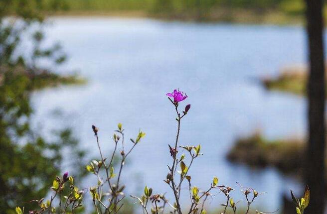 为了春回大雁归.jpg 为了春回大雁归.jpg