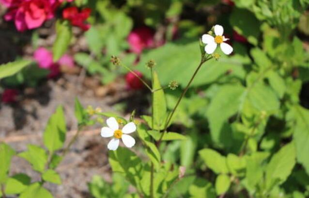 一个不寻常的春天.jpg 一个不寻常的春天.jpg