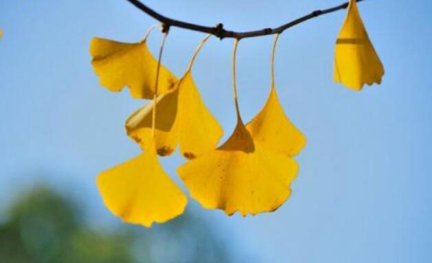 银杏叶.jpg
