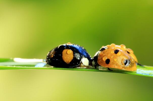 《昆虫记》.jpg 《昆虫记》.jpg