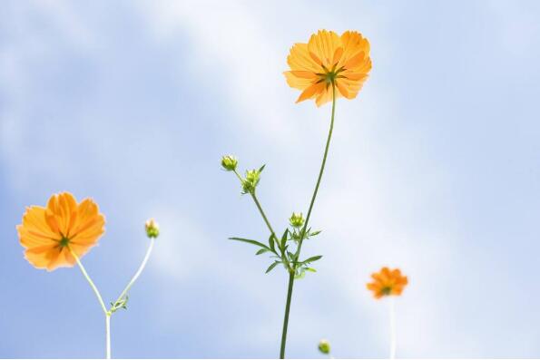 开在心中的花.jpg 开在心中的花.jpg