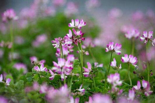 留在记忆深处的芬芳.jpg 留在记忆深处的芬芳.jpg