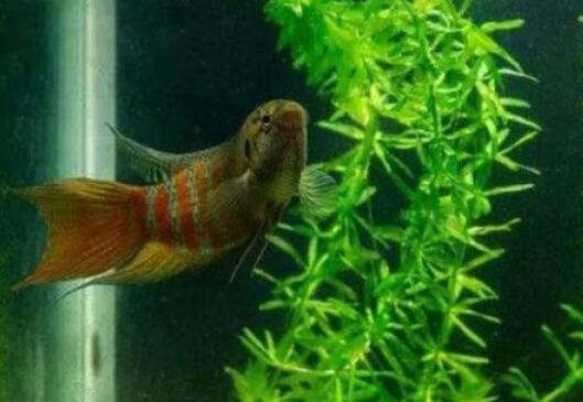 我是家乡的一条鱼.jpg 我是家乡的一条鱼.jpg