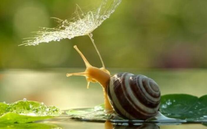 蜗牛健步如飞.jpg 蜗牛健步如飞.jpg