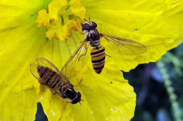 蜘蛛和蜜蜂-描写动物的a href=