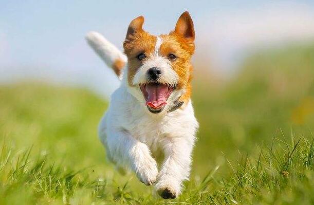 小狗-六年级描写动物的a href= 小狗-六年级描写动物的a href=