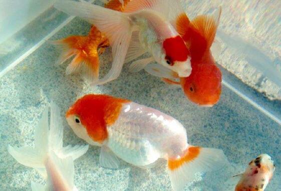 蜂和金鱼-四年级写动物的作文200字300字.jpg 蜂和金鱼-四年级写动物的作文200字300字.jpg