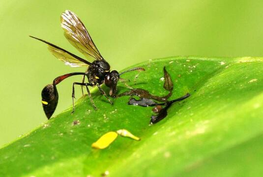 蜂-六年级作文400字.jpg 蜂-六年级作文400字.jpg