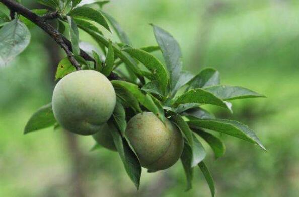 《淡香有青梅》.jpg 《淡香有青梅》.jpg