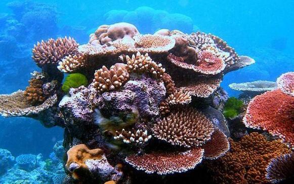 《回归珊瑚礁》.jpg 《回归珊瑚礁》.jpg