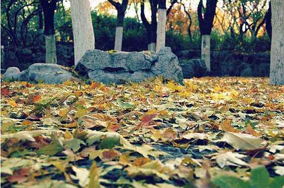 《济南的秋天》读书笔记及心得感悟300字.jpg 《济南的秋天》读书笔记及心得感悟300字.jpg