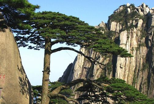 青松颂作文1000字-高三.jpg 青松颂作文1000字-高三.jpg