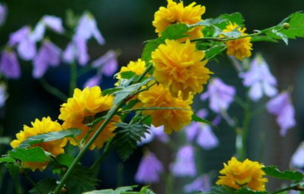 春天的奇迹.jpg 春天的奇迹.jpg