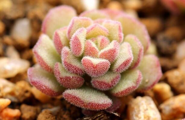 春之奇迹作文800字.jpg 春之奇迹作文800字.jpg