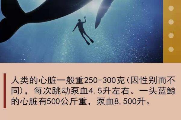 《鲸鱼心脏》 《鲸鱼心脏》