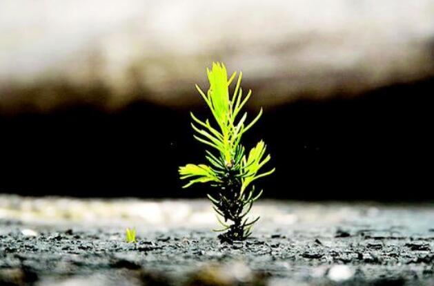 小草礼赞.jpg 小草礼赞.jpg