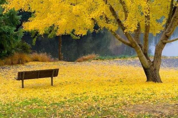 恰少年寻秋.jpg 恰少年寻秋.jpg