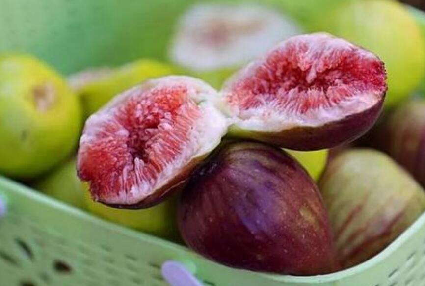 我家的无花果.jpg 我家的无花果.jpg