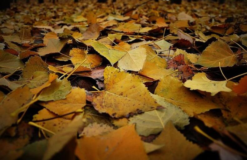 落叶.jpg 落叶.jpg