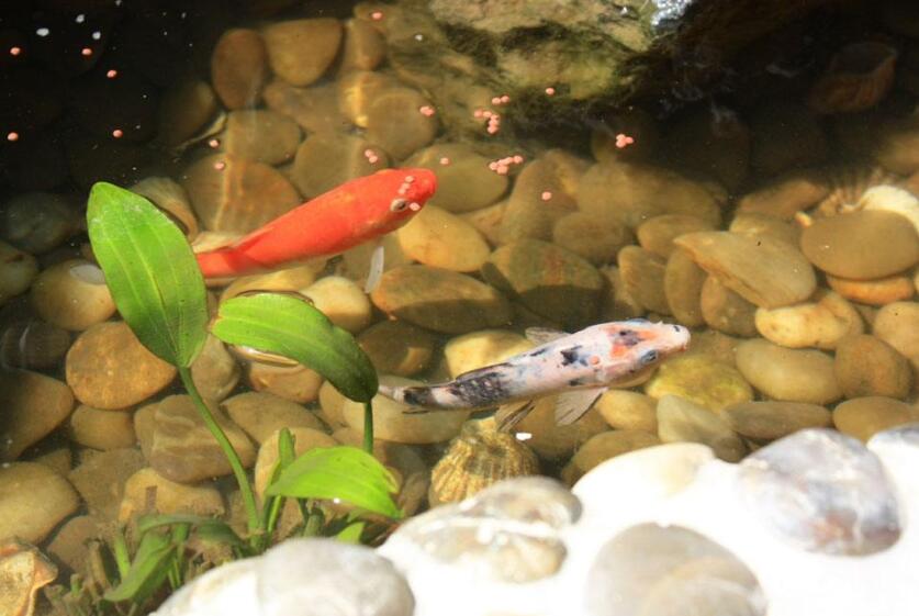 我家的鱼池.jpg 我家的鱼池.jpg