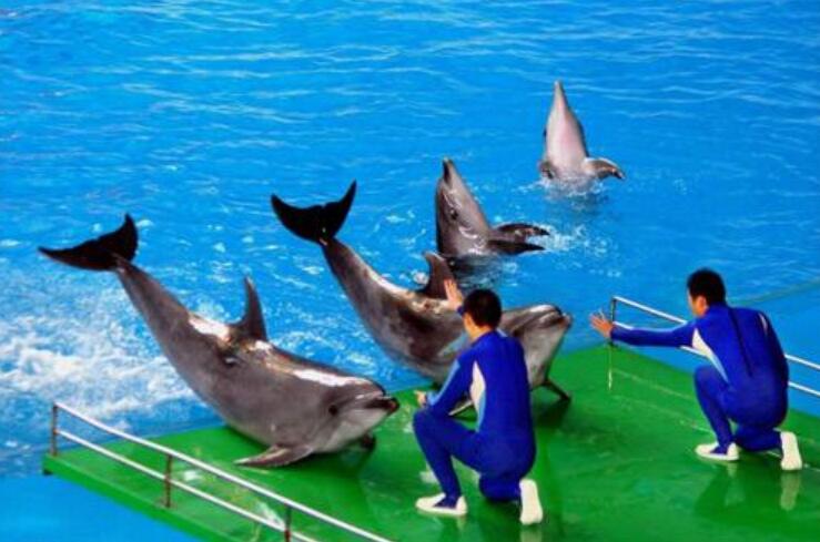 难忘的海洋动物表演.jpg