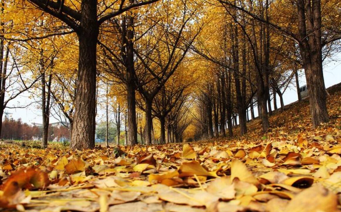 秋天到了.jpg 秋天到了.jpg