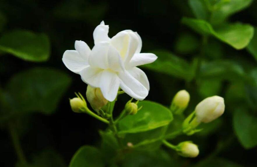 茉莉花.jpg