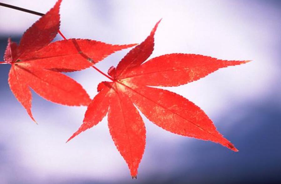 枫叶.jpg 枫叶.jpg