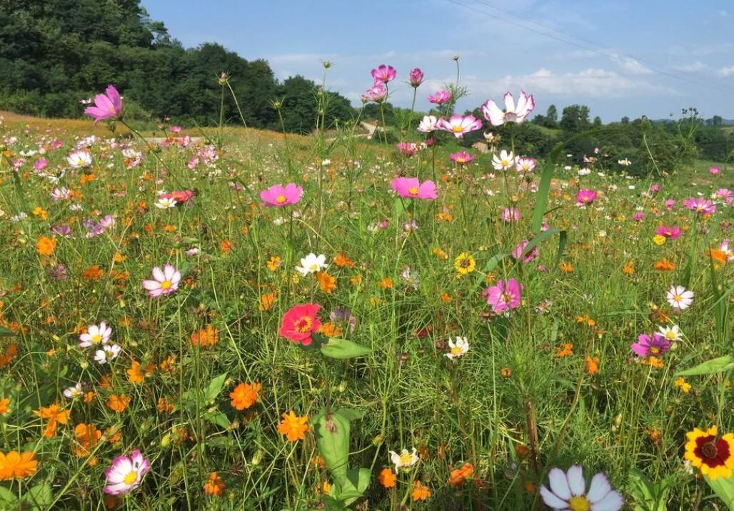 拥抱春天.jpg 拥抱春天.jpg