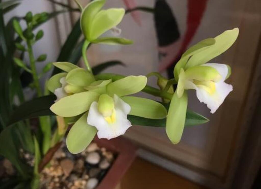 兰花赞.jpg 兰花赞.jpg