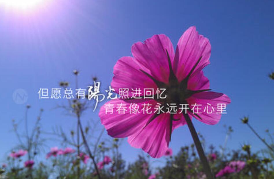 开在心中的花.jpg 开在心中的花.jpg