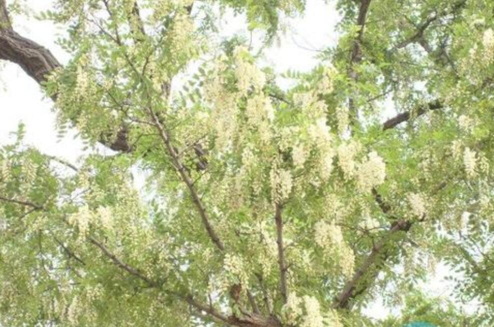 那儿槐树上.jpg 那儿槐树上.jpg