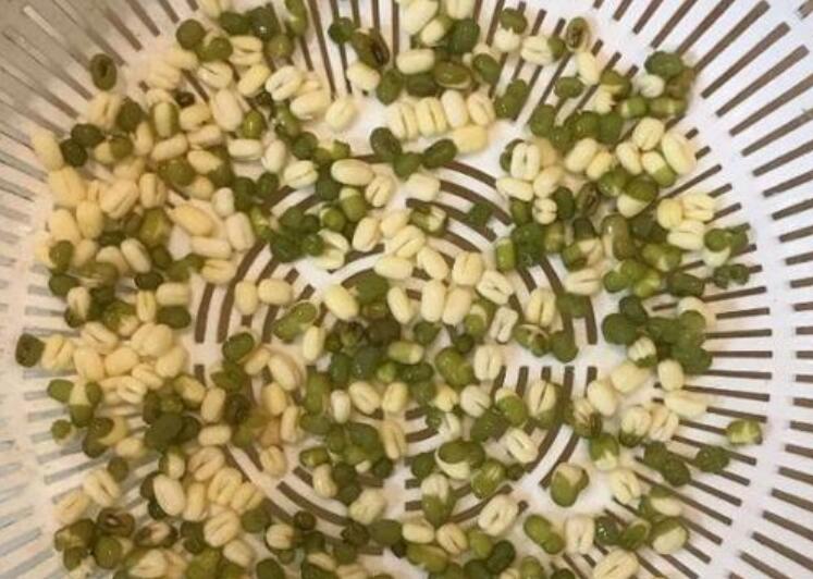 绿豆变形记.jpg 绿豆变形记.jpg