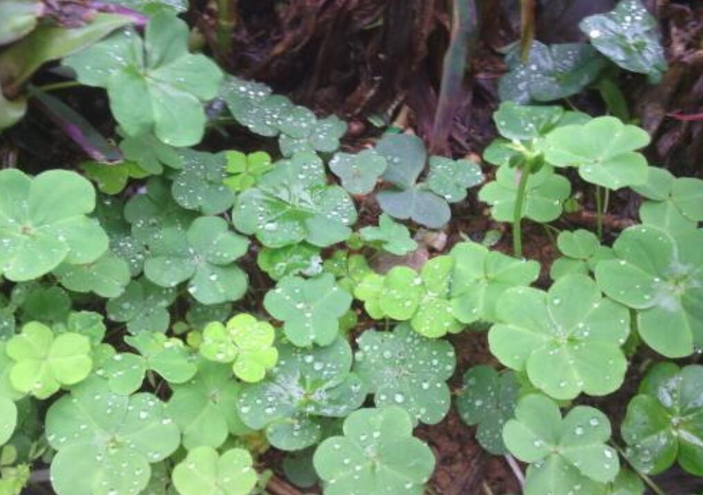 雨中的三叶草.jpg