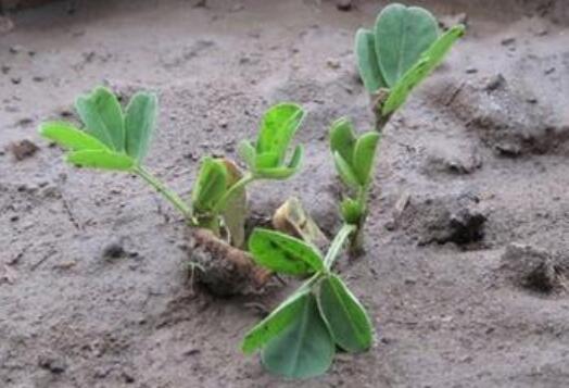 种花生.jpg 种花生.jpg