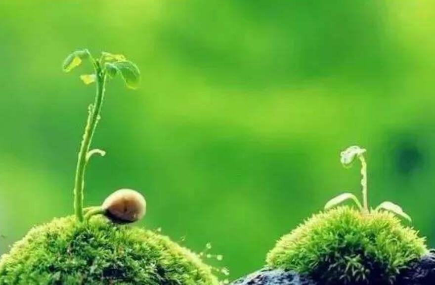 种子的愿望.jpg 种子的愿望.jpg