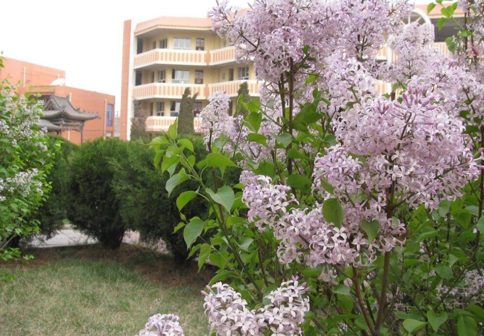 校园的丁香花.jpg