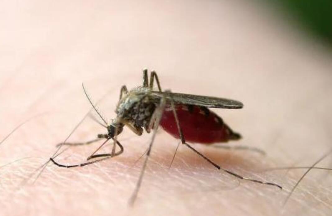 拍蚊子.jpg 拍蚊子.jpg