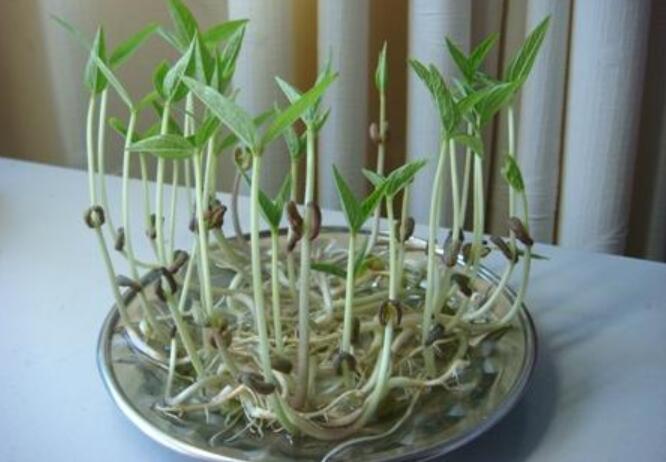 绿豆观察日记.jpg 绿豆观察日记.jpg