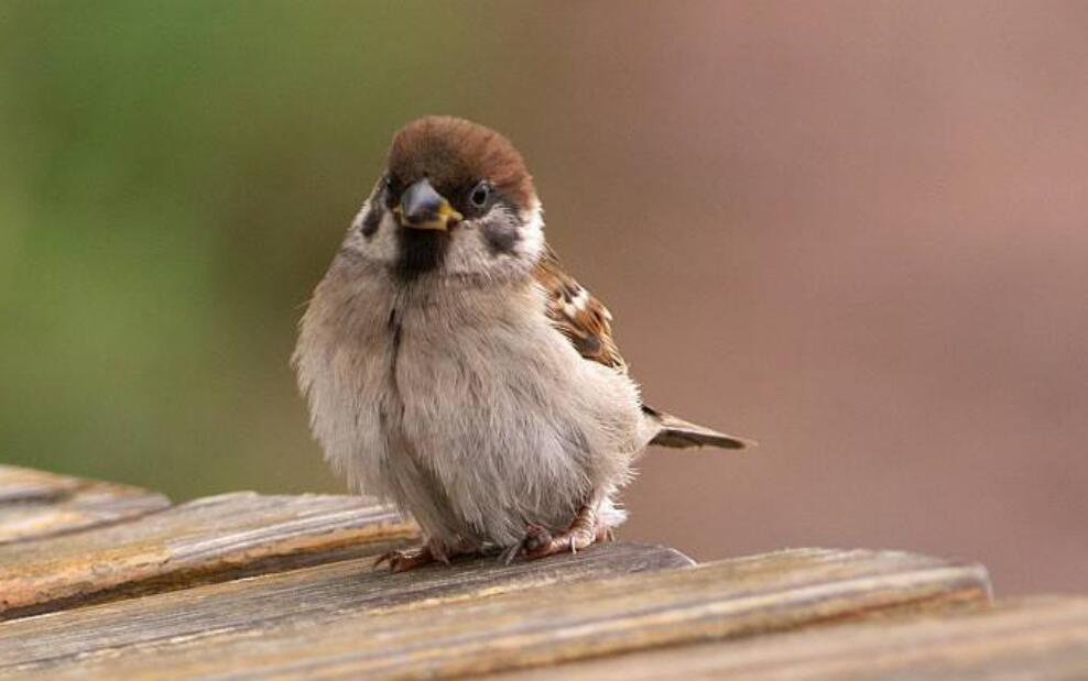 可爱的小麻雀.jpg 可爱的小麻雀.jpg